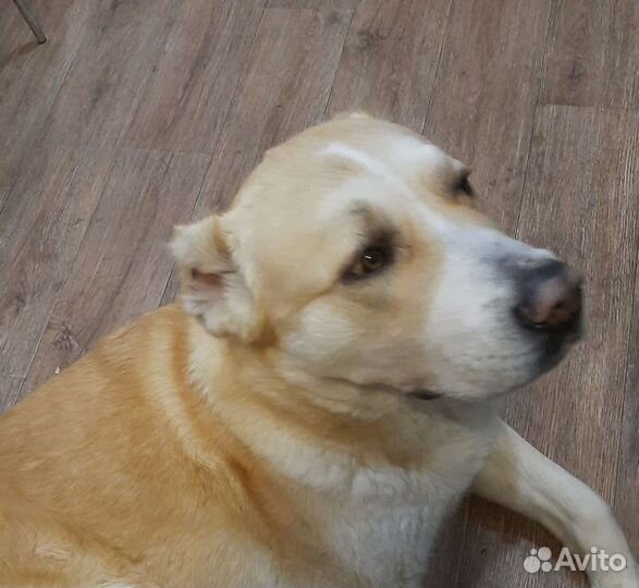 Среднеазиатская овчарка алабай