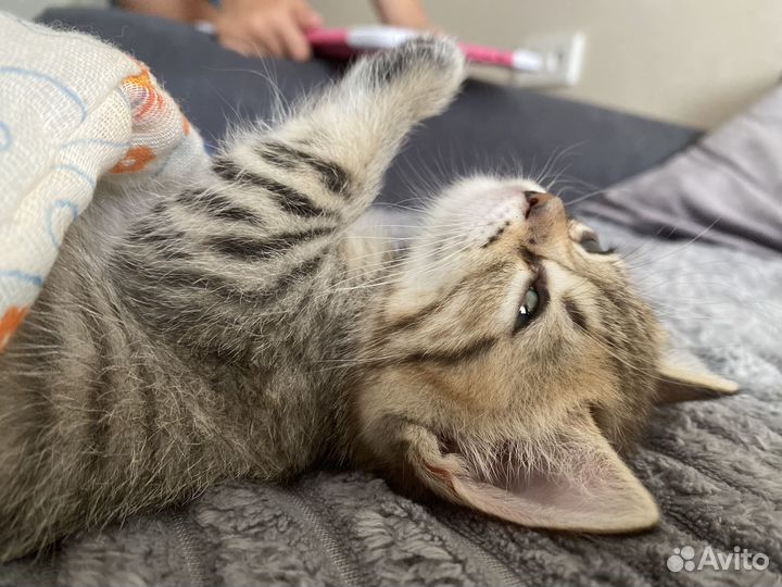 Шотландская кошечка