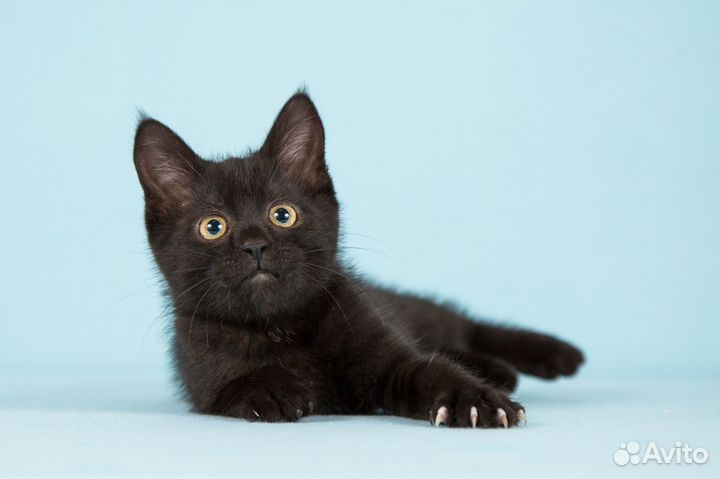 Шустрая девчонка 2 месяца ищет дом