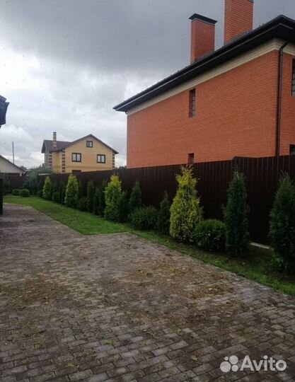 Пихта Нордмана с бесплатной доставкой