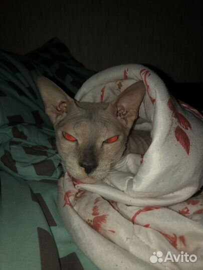 Отдам кошечку