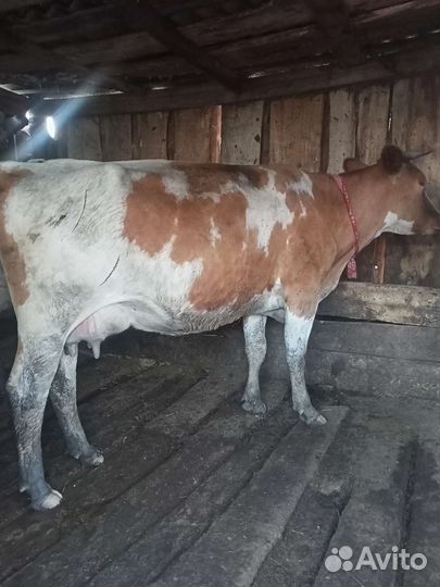 Продам корову