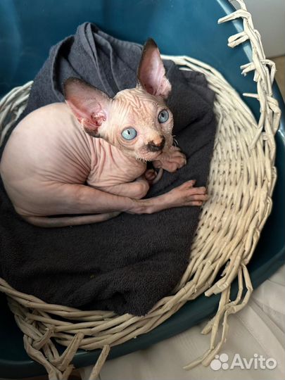 Канадский сфинкс котенок