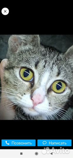 Котенок