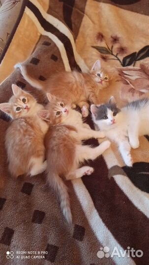 Котята в добрые руки