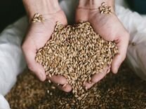 Зерно пшеница ячмень гречиха