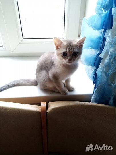 Шотландские котятки