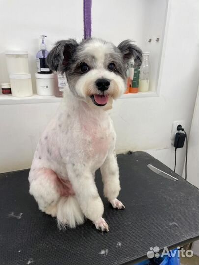 Керамическая тарелка с вашими питомцами