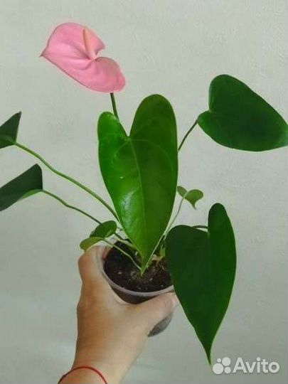 Антуриум пандола