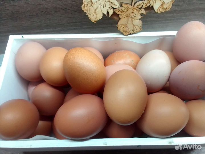 Куриное домашнее яйцо можно оптом