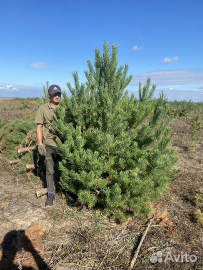 Сосна новогодняя оптом