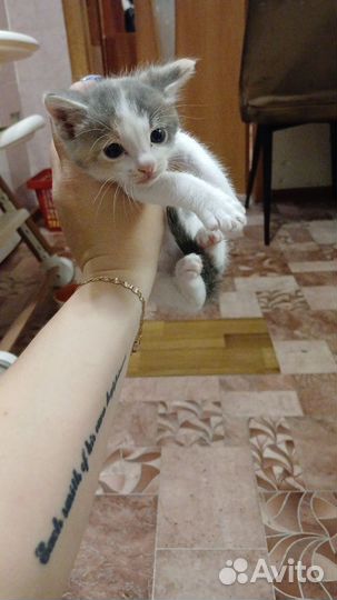 Кошка в дар бесплатно