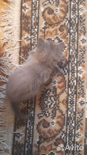 Котята русская голубая