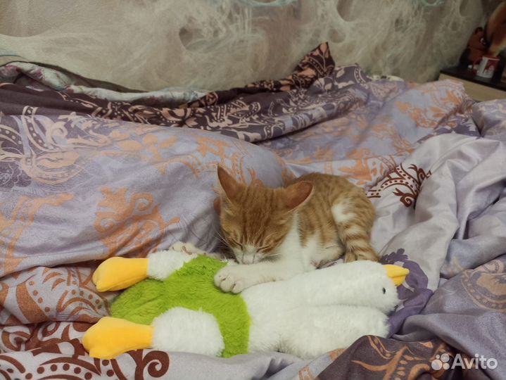 Котенок мальчик