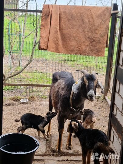 Баран,овцы,козлята