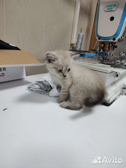Кошка в дар бесплатно