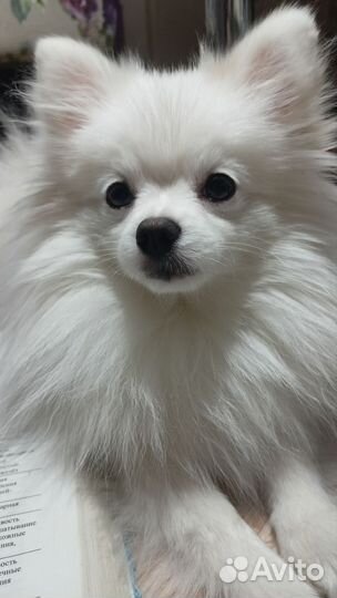 Щенки шпица