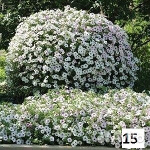 Петуния ампельная Тайдал, Опера с доставкой