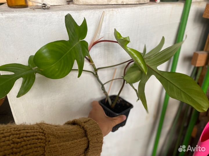 Филодендроны разные