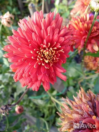 Хризонтемы букеты