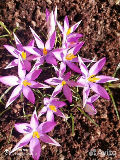 Шикарные Подснежники,Крокусы, Сцилла, Примулы