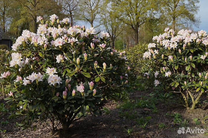 Рододендрон разные сорта