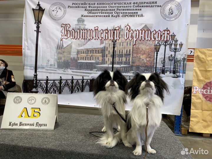 Щенки японский хин