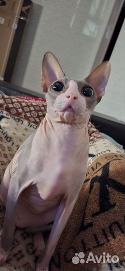 Канадский сфинкс