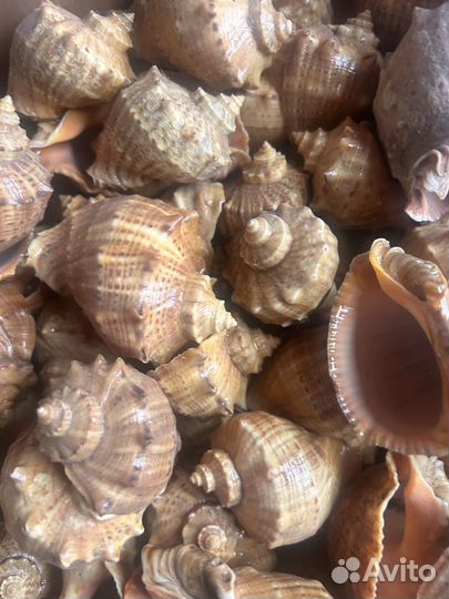 Ракушки - коробка целая