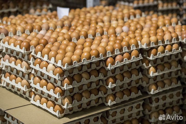 Продажа/ поставка яйцо куринное оптом