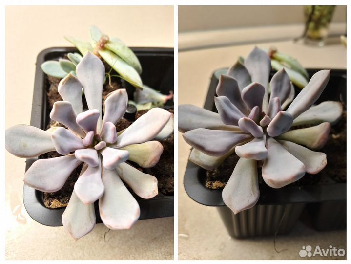 Суккуленты, эхеверия, граптоверия, пахиверия