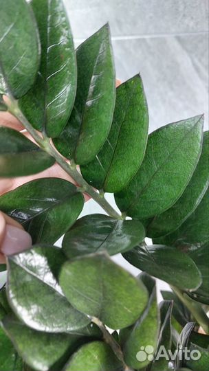 Замиокулькас super нова