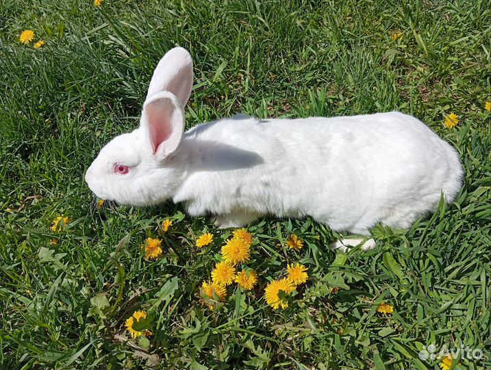 Крольчиха беременная, крольчата белый панон