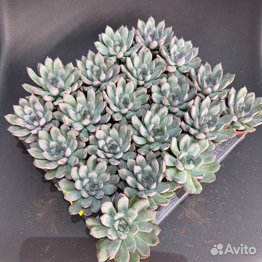 Суккуленты оптом