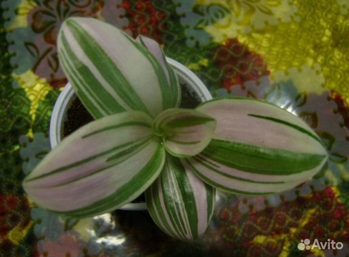 Сциндапсус, традесканция и Hedera Helix (плющ)