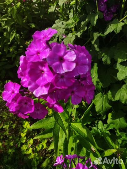 Флоксы многолетние, сорта и цвета разные