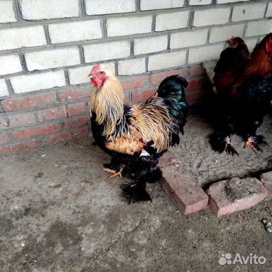 Куры. Порода брама. Петух