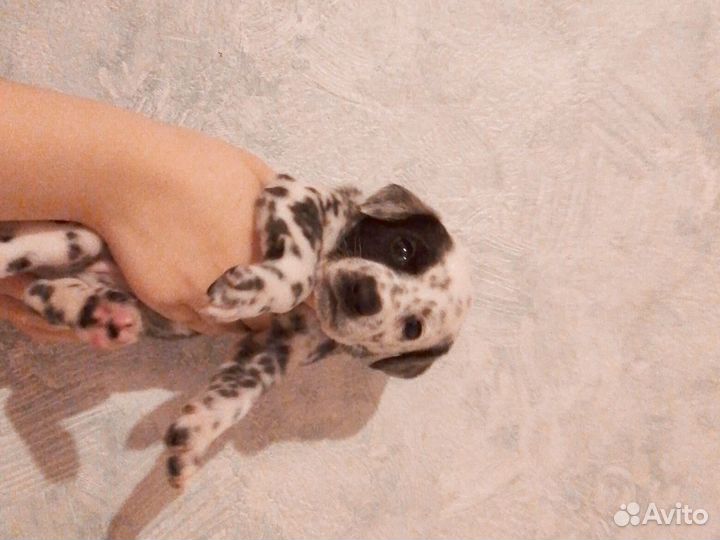 Щенки далматина