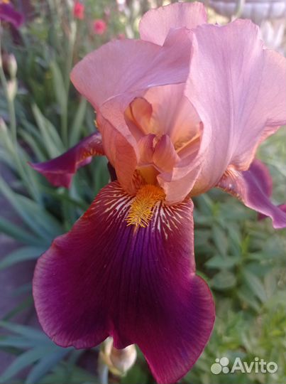 Ирисы сортовые, корни цветов