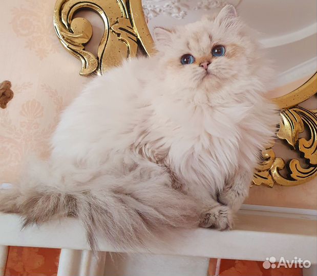 Кошки в дар
