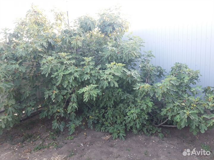 Саженцы куст инжир