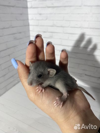 Крыса дамбо голубая