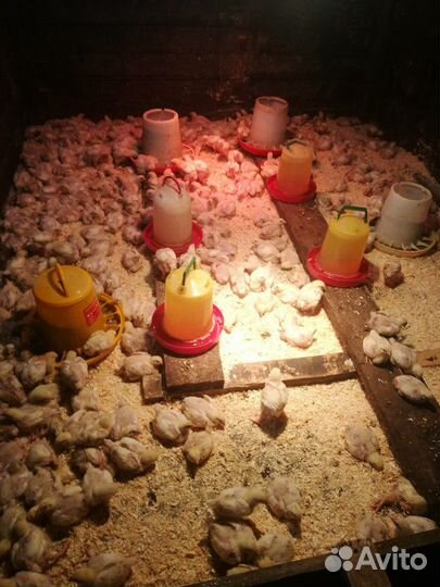 Цыплята бролера кобб 500