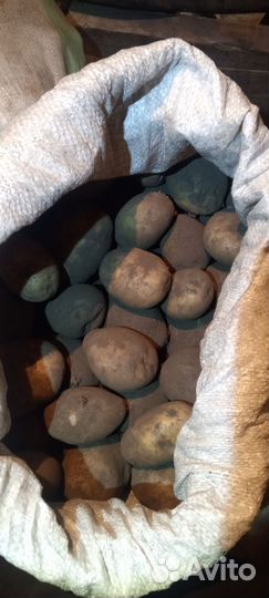 Продам картофель