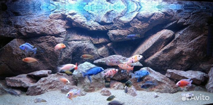 Аквариумный рельефный 3D фон 