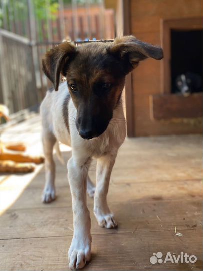 Щенок местис курцхаара бесплатно в добрые руки