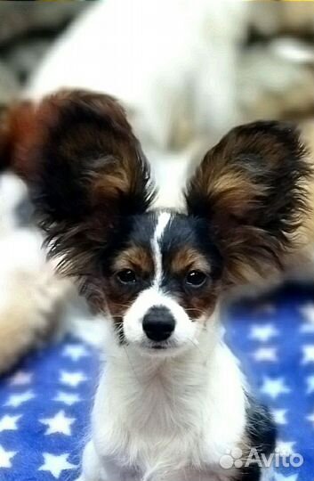 Мажор папийон)