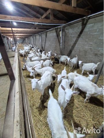 Козы Чешские, Зааненские