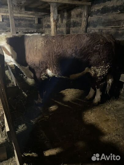 Быки герефорд на племя