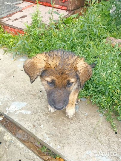 Собаки в добрые руки